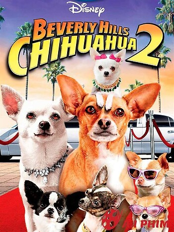Những Chú Chó Chihuahua Trên Đồi Beverly 2