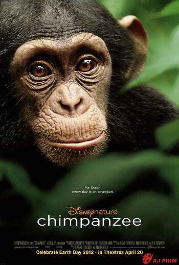 Tinh Tinh Chimpanzee